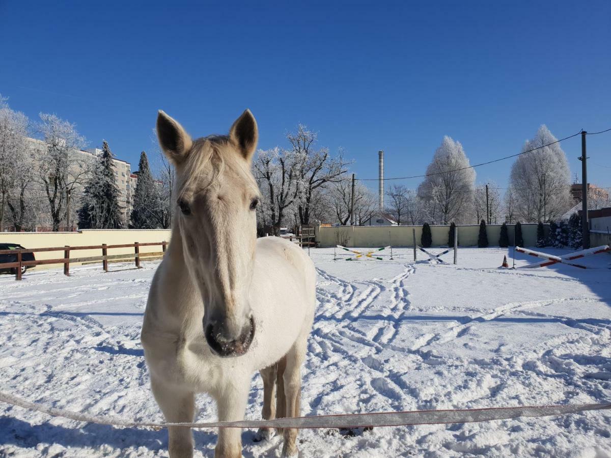 Farm Stay Nh Stables Nyrany Luaran gambar