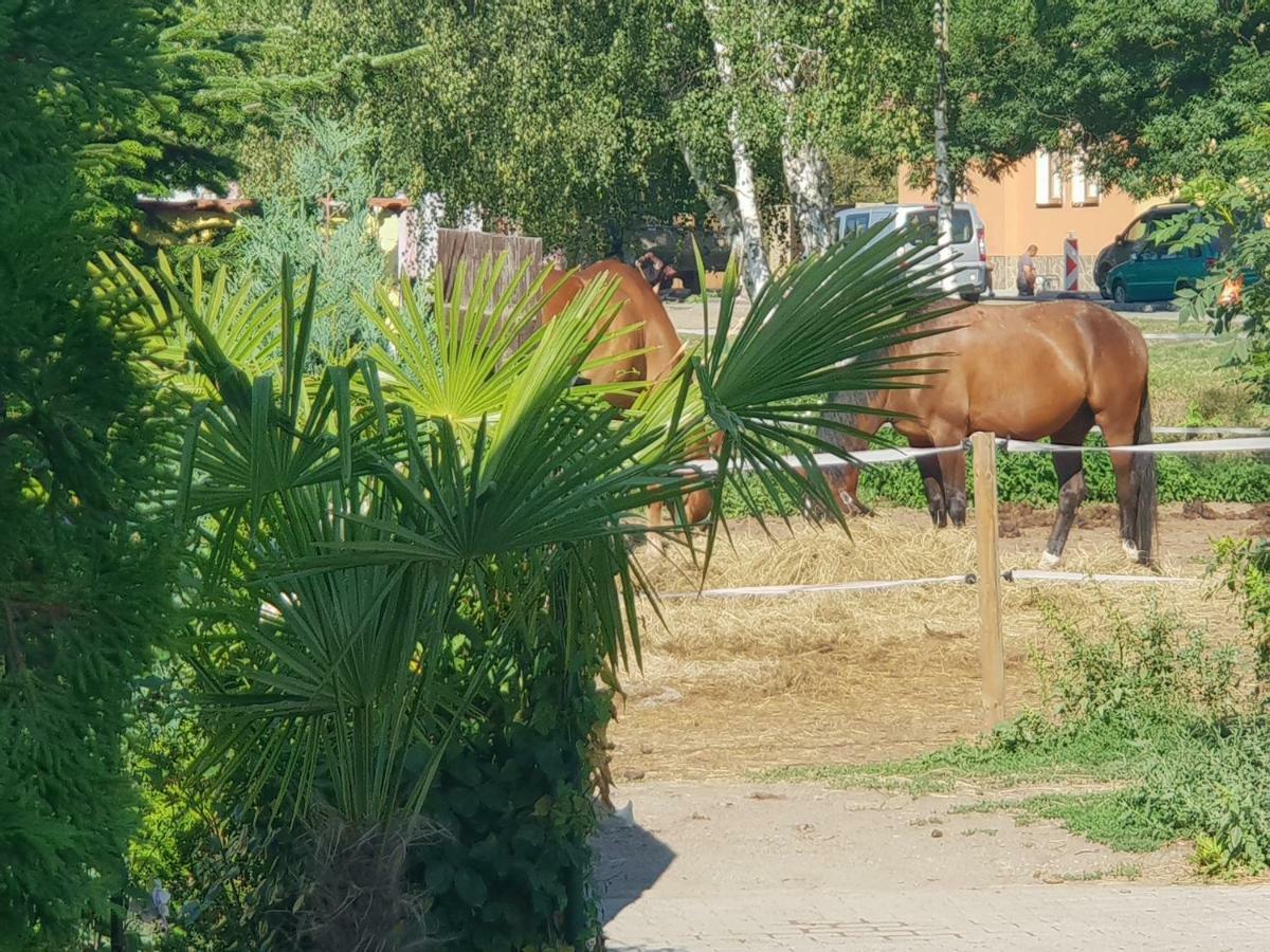 Farm Stay Nh Stables Nyrany Luaran gambar